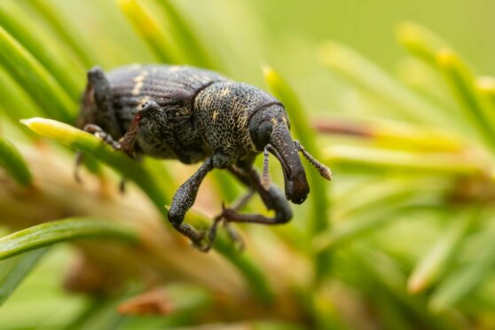 Pine Weevils are estimated to cost the UK forestry industry around £5m a year.