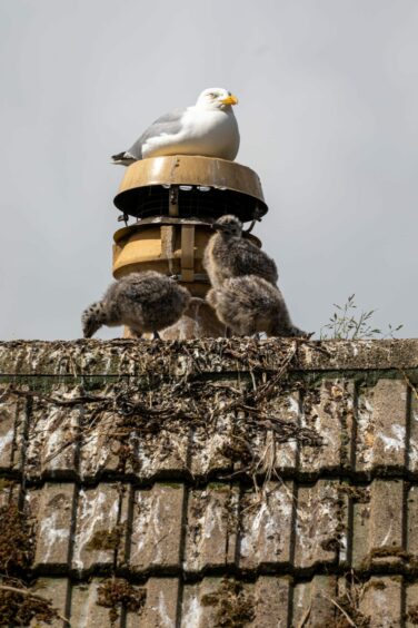 A seagull and young nesting on a chimney top