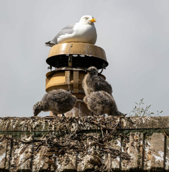 Seagull nesting on a roof with three chicks