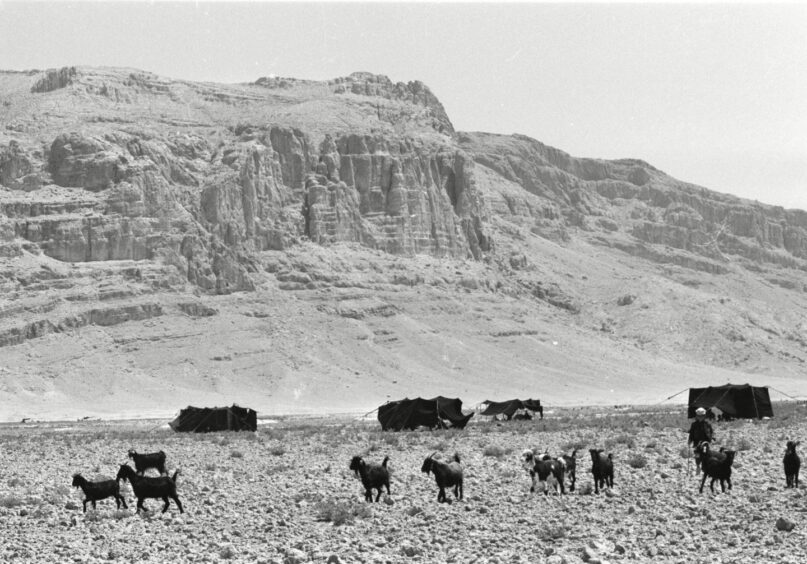 Bakhtiari herdsmen set up their black goats' hair tents at the foot of a mountain in the Zagros range