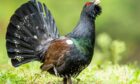Capercaillie numbers are dropping in Scotland due to a range of factors. Photo by Christoph Ruisz/imageBROKER/Shutterstock