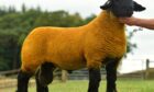 PRIZE GUY: John Gibbs’ topper from the Cairnton flock made 75,000gns at the Lanark Suffolk sale.