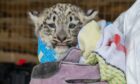 The three snow leopards were born in May. Supplied by Highland Wildlife Park/RZSS.