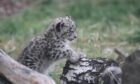 Three adorable snow leopard cubs have been named at Highland Wildlife Park. Picture by RZSS