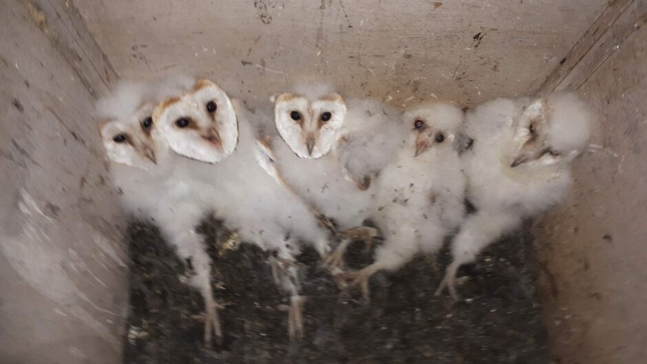 Lifting the lid: Tawny owls all settled in one of Bob's nesting boxes 