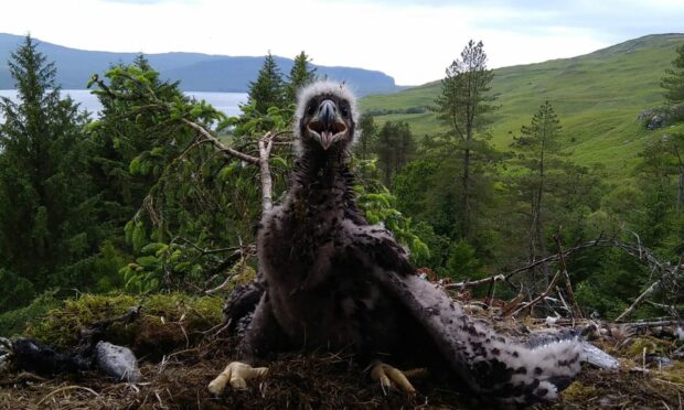 The white-tailed eagle chick before it died. Picture by Steve Bentall.