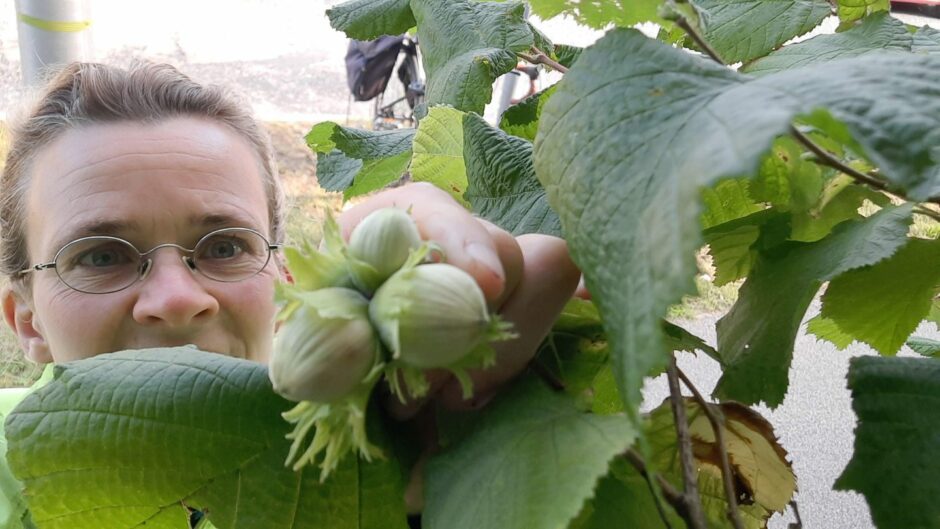 Foraging in aberdeenshire for Cobnuts