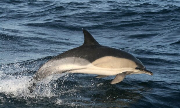 A total of 12 common dolphins were caught up in the stranding.