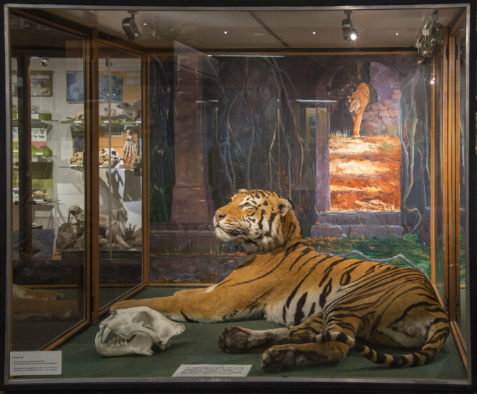 A picture of a taxidermy tiger in the Zoology museum, the tour to the museum will be part of the history festival in Aberdeen