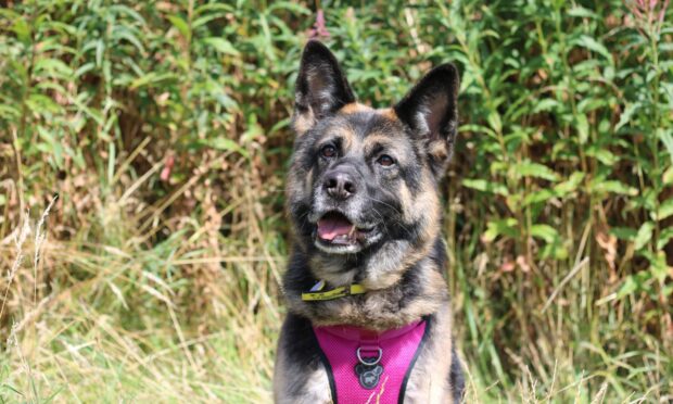 Daphne the German Shepherd is currently looking for a new home from Dogs Trust's Glasgow Centre.
