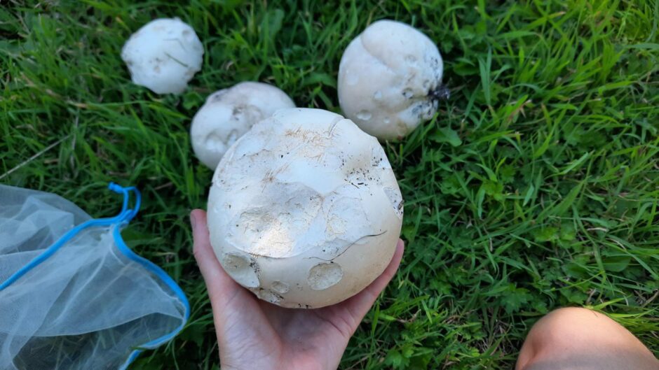 giant puffball mushrooms in scotland