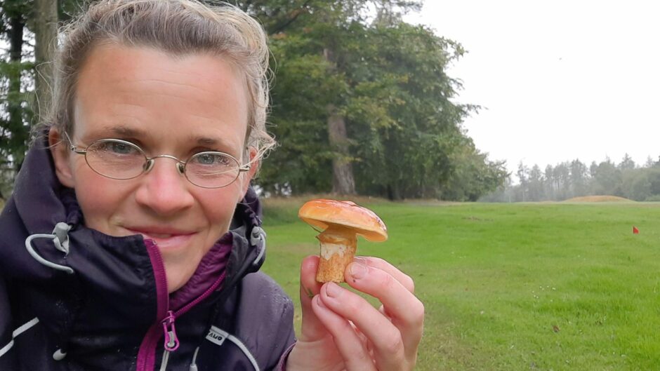 Foraging in Aberdeenshire large bolete mushroom