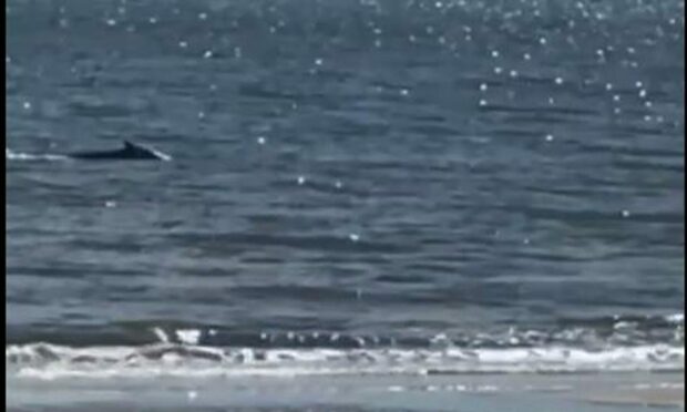 The humpback whale has been spotted at St Cyrus.