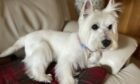 West Highland terrier Breagh – which means ‘beautiful’ in Gaelic – is 11 years old but acts like a pup, says her owner Frances Menter of Broughty Ferry.