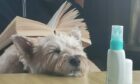 Here’s Cairn terrier Murdo being the cutest – and sleepiest – bookrest ever in this winning snap from owner Brenda Paterson, of Alves, Forres.