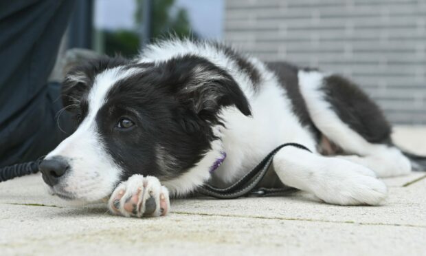 Talisker (Tali) the Collie, is the Alness Academy's puppy therapet-in-training. Picture by Jason Hedges.