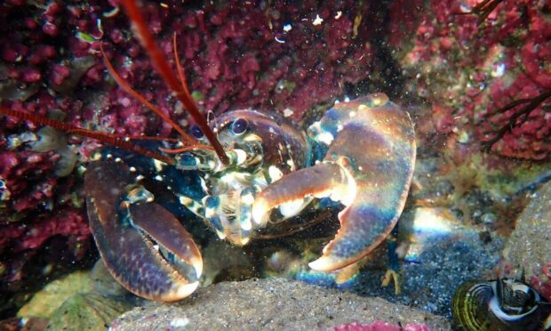 A lobster looks out from its lair. Picture: Keith Broomfield.
