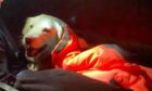 Maggie the dog was rescued by members of Lochaber MRT after becoming stranded on Ben Nevis on Saturday.