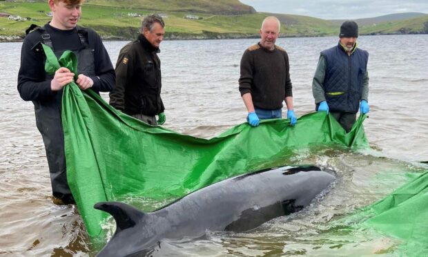 A community effort made sure the whale was able to get back to safety. Photo: Shetland News