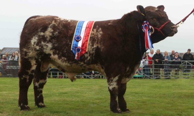 To go with story by Jamie Ross. Farming Picture shows; Orkney Show.. Orkney. Ken Amer Date; 14/08/2022  Overall beef cattle champion a Shorthorn bull exhibited by Laga Farms Ltd, Evie