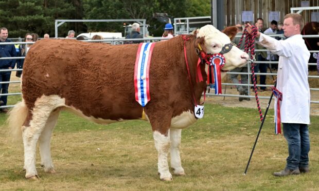 SUPREME: Islavale Lullaby, from Reece Simmers of Backmuir Farm at Keith.