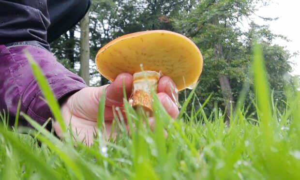 mushroom foraging scotland