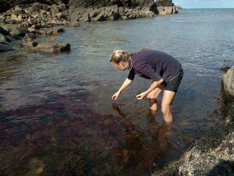 Foraging for seaweed