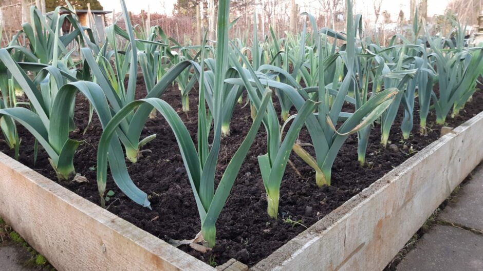 leeks growing in an allotment
