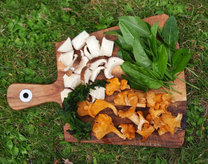 Porcini and chantrelle mushrooms