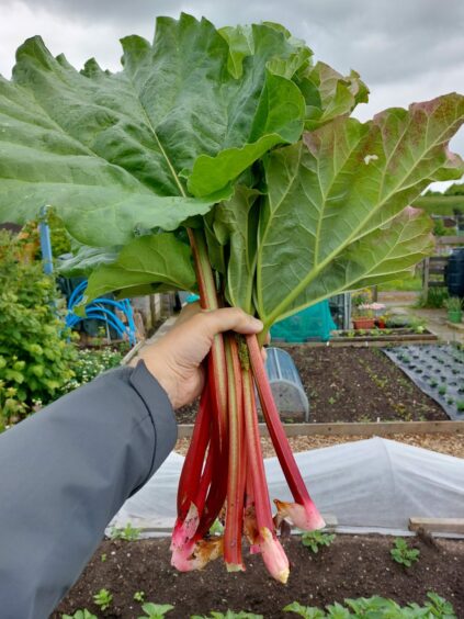 Rhubarb from an allotment in Scotland