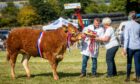 JUST CHAMPION: Grahams Ruby, shown by Jamie Rettie, took the overall title at Kinross Show. Pictures by Steve Brown.