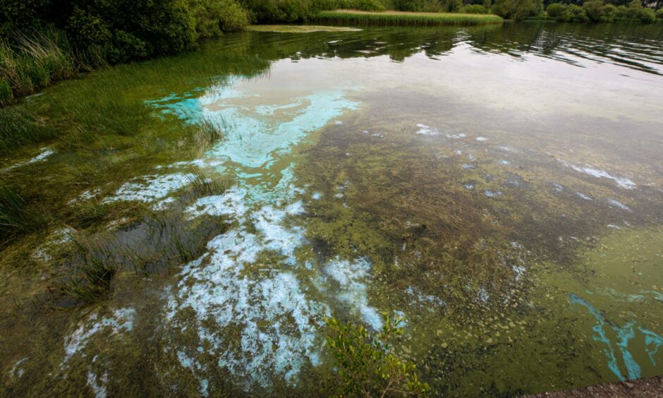 Blue-green algae was detected in the river. It forms a pattern under the water, with white patches called scum. 