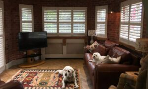 Leather sofas and shutters are a good start when you have pets.