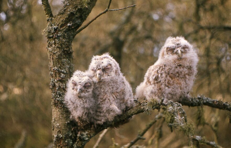 Picture of tawny owlets.