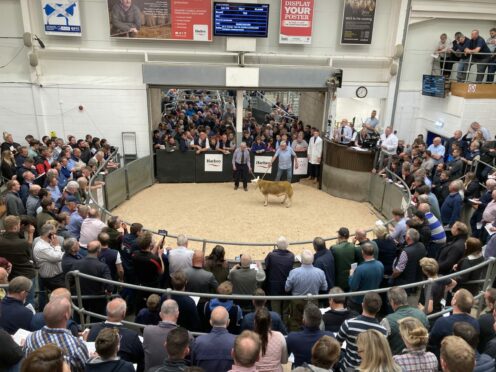 The 160,000gns lamb, Rhaeadr First Choice, from Myfyr Evans, selling through the ring. One of the topper’s buyers was Stuart Barclay, Harestone, Banchory.