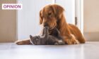 Sometimes pets play like cat and dog rather than fight like cat and dog (Photo: Chendongshan/Shutterstock)