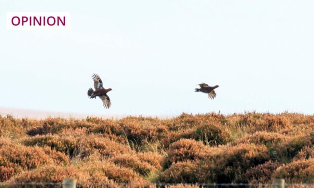 Grouse in flight (Photo: Richard P Long/Shutterstock)