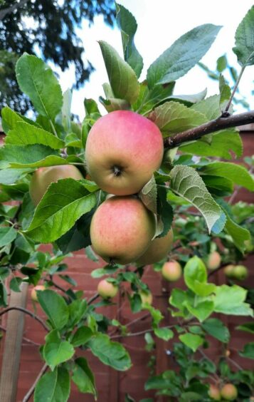 Apple tree aberdeenshire
