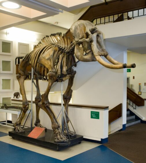 A photo of a big elephant skeleton at the University's museum that people will be able to see at the history festival in Aberdeen in September