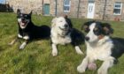 Mo, Blu and Pip have important jobs as sheep dogs in Nairn. Rachel Forbes snapped this fabulous shot of the talented trio enjoying a well-earned sunny break in the garden.