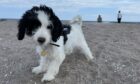 This week's winner is three-month-old Cozmo. We hope the windswept cavapoo wasn’t actually blown away on his first visit to Tentsmuir beach.