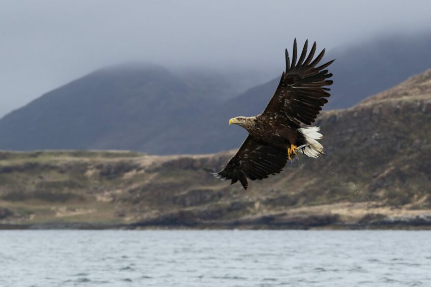 a white-tailed sea eagle flies over water. 