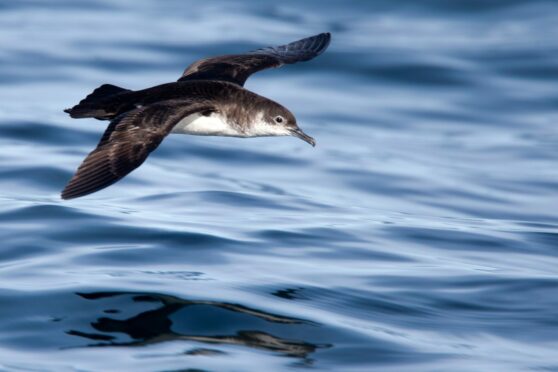 Manx Shearwater, (Puffinus puffinus), breed on the Isle of Rum:, but bird flu has been detected. Pic: Shutterstock
