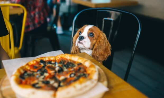 8 dog-friendly bars and restaurants in Aberdeen to give your pooch some puppy love