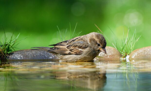 A lack of moisture in the garden is a problem for plants, wildlife and gardeners.