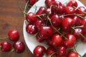 Cherries are one of the integral to the trial.
