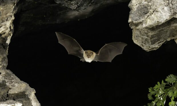 Lesser horseshoe bat (Rhinolophus hipposideros) in flight, bat threatened with extinction in Germany. Picture by Shutterstock