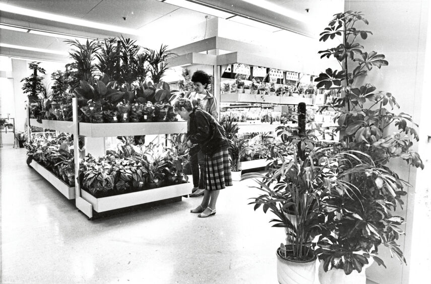 Customers browsing plants in the horticultural department in Littlewoods