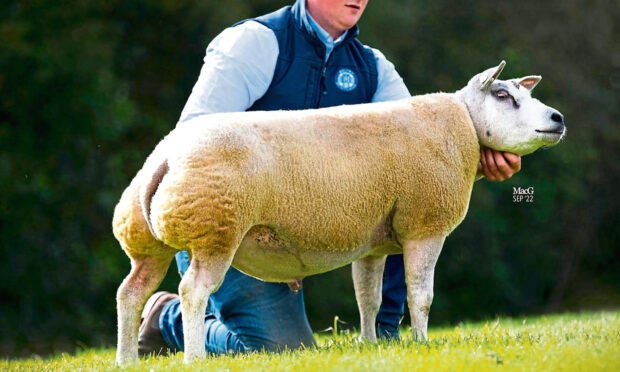 At the Beltex Scotland sale of shearling rams, trade peaked at 2,300gns, for the reserve
champion at the pre-sale show, Mortons Grey Goose.