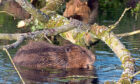 Beavers have been given protected species status but their growth needs to be managed.